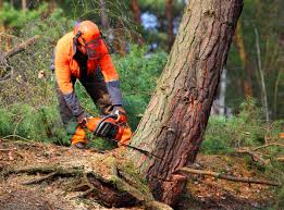 How Our Tree Care Process Works  in Bellingham, WA